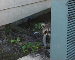 Raccoon removal and control Alexandria VA