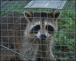 Alexandria wildlife trapping