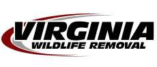Alexandria Wildlife Removal